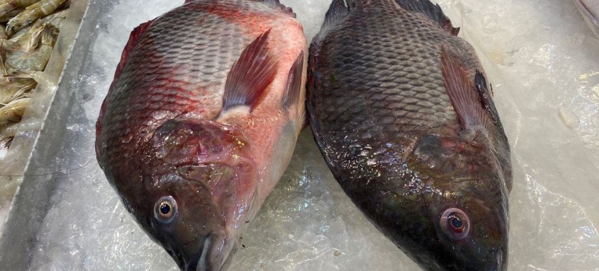 Fiperj dá dicas de como escolher um peixe fresco na hora da compra