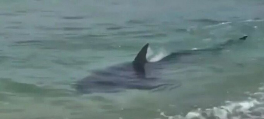 Animal foi visto na beira do mar na praia de Itaúna