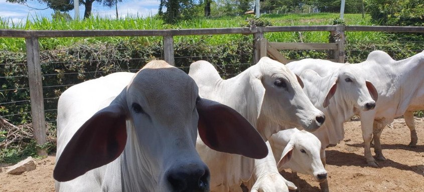 Ministério da Agricultura inverte as etapas da campanha para garantir o imunizante