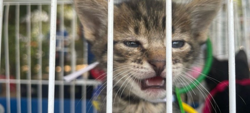 Diversos animais aguardam por um novo lar e estão esperando um tutor