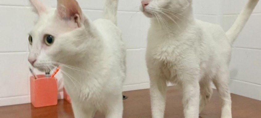 A campanha, além da adoção, ensina também sobre educação em relação aos animais e os novos tutores - Foto: Divulgação A campanha, além da adoção, ensina também sobre educação em relação aos animais e os novos tutores