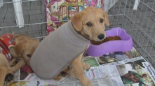 Ao todo, 30 animais, entre cães e gatos, estavam à disposição para serem adotados. Próxima edição acontece em junho
Divulgação