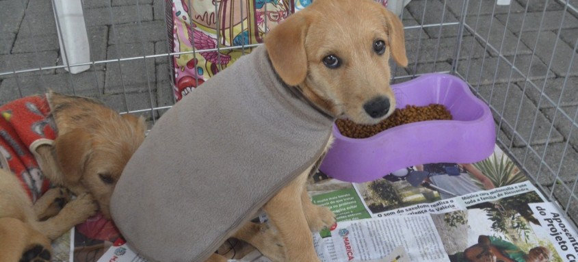 Ao todo, 30 animais, entre cães e gatos, estavam à disposição para serem adotados. Próxima edição acontece em junho 
