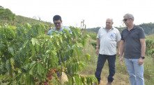 O grão robusta serve para dar mais coloração e tonalidade ao café, barateando o preço final do produto, sendo uma alternativa rentável na cadeia produtiva do estado EmaterRJ