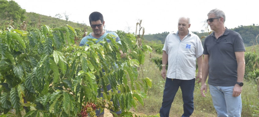 O grão robusta serve para dar mais coloração e tonalidade ao café, barateando o preço final do produto, sendo uma alternativa rentável na cadeia produtiva do estado