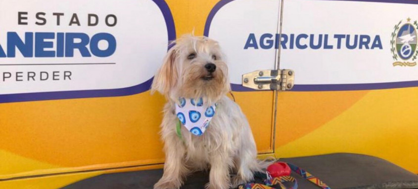 Ônibus adaptado para o procedimento veterinário iniciou as atividades na Zona Oeste do Rio, nesta quarta-feira - Foto: RJPET Ônibus adaptado para o procedimento veterinário iniciou as atividades na Zona Oeste do Rio, nesta quarta-feira