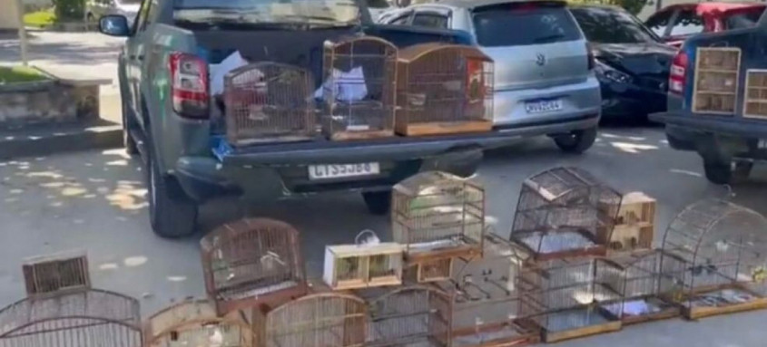Os animais são vendidos ilegalmente; foram encontradas espécies de aves, um mico e jabutis