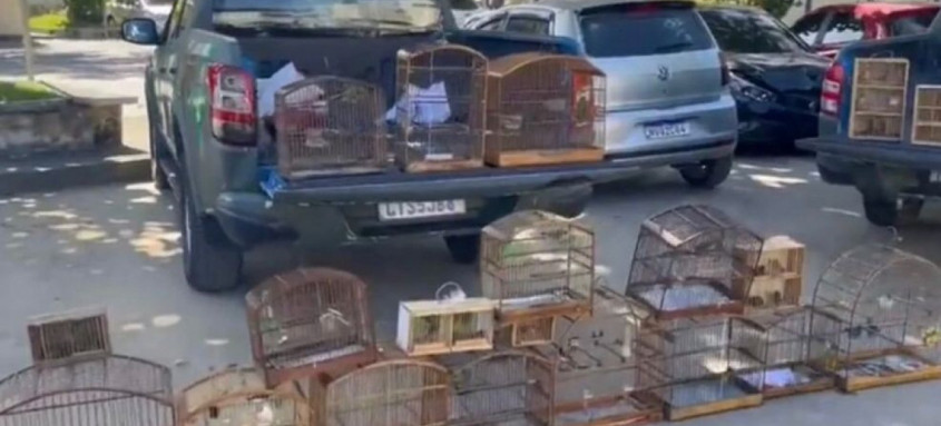 Os animais são vendidos ilegalmente; foram encontradas espécies de aves, um mico e jabutis - Foto: Policia Ambiental Os animais são vendidos ilegalmente; foram encontradas espécies de aves, um mico e jabutis