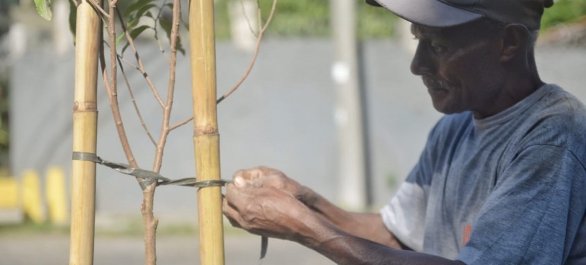 Plantio de oitis aconteceu na Penha; na próxima quinta-feira, será inaugurado o projeto do viveiro de árvores urbanas da cidade