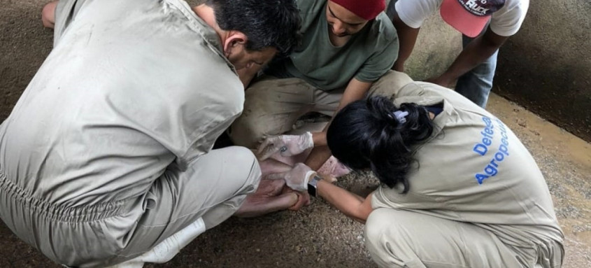 Equipe da Defesa Agropecuária da Secretaria de Estado de Agricultura realiza ações de vigilância sanitária para garantir a manutenção do status