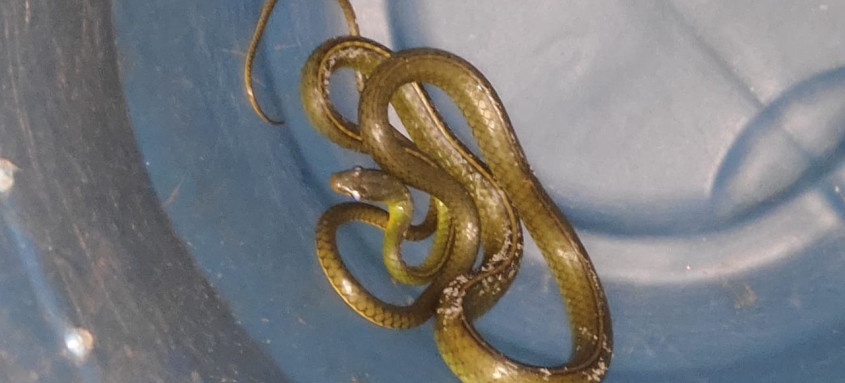 Agentes da Prefeitura podem ser acionados pelo telefone 153. Animal não é peçonhento - Foto: Divulgação Agentes da Prefeitura podem ser acionados pelo telefone 153. Animal não é peçonhento