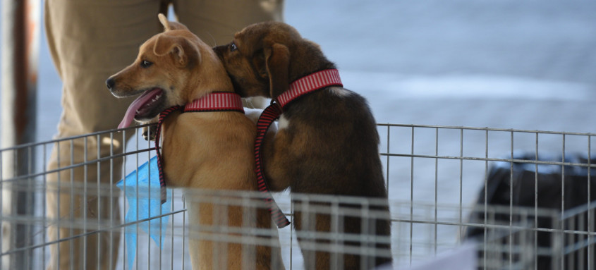 Com objetivo de conseguir lar para cerca de 30 animais, campanha da Cepa vai de 10h às 16h
- Foto: Marcos Fabrício/Prefeitura de Maricá Com objetivo de conseguir lar para cerca de 30 animais, campanha da Cepa vai de 10h às 16h