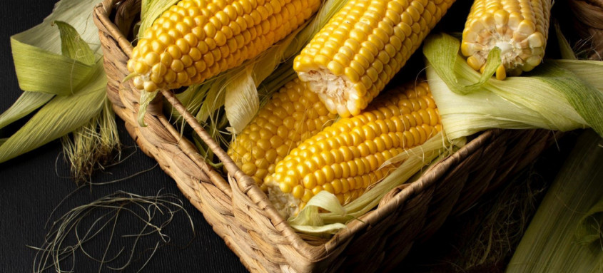 A Secretaria de Estado de Agricultura, Pecuária, Pesca e Abastecimento evidencia esse cereal por meio de um programa específico. - Foto: Divulgação A Secretaria de Estado de Agricultura, Pecuária, Pesca e Abastecimento evidencia esse cereal por meio de um programa específico.