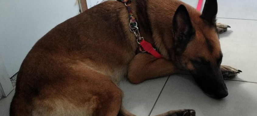 Operação foi realizada em conjunto com a Subsecretaria Estadual de Proteção e Bem-Estar Animal - Foto: RJPET Operação foi realizada em conjunto com a Subsecretaria Estadual de Proteção e Bem-Estar Animal