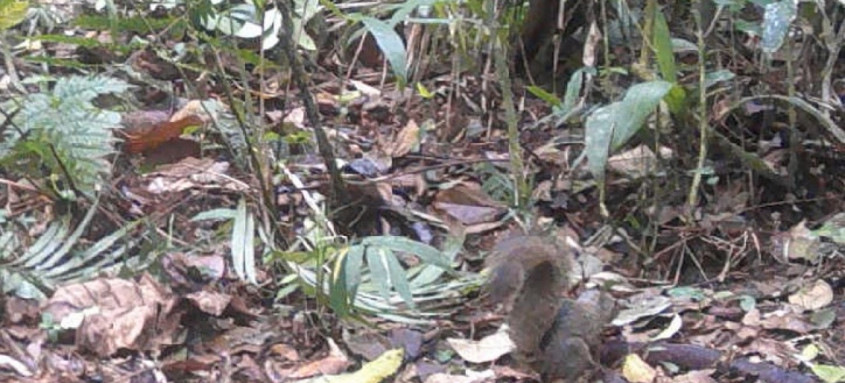 Mamíferos, aves e roedores são espécies de maior incidência na região, que corresponde a 25% da área total do município