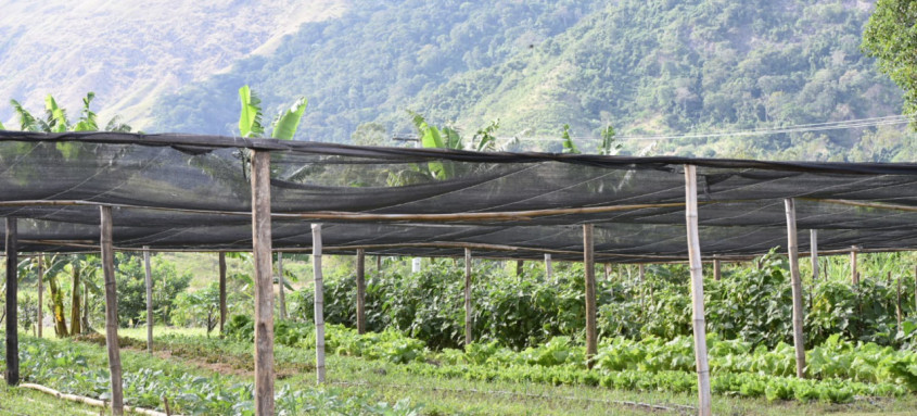 Espaço fica na Fazenda Municipal Joaquin Piñero, no Espraiado, e torna o município autossustentável na produção de mudas de hortaliças
