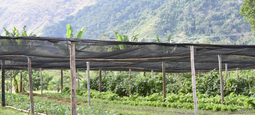 Espaço fica na Fazenda Municipal Joaquin Piñero, no Espraiado, e torna o município autossustentável na produção de mudas de hortaliças
