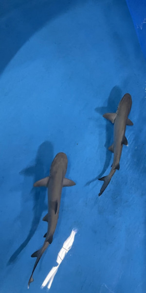 Tubarões AquaRio