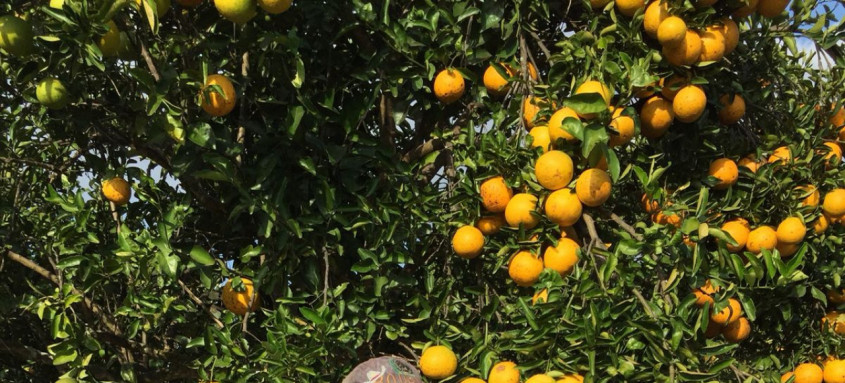 Esta é a primeira Indicação Geográfica da fruta no país