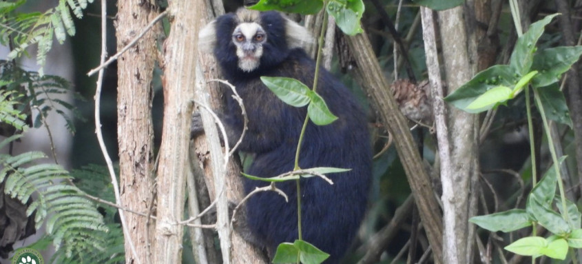 Animais foram flagrados explorando uma trilha, a 1.400 metros de altitude, do Parque Estadual dos Três Picos - Foto: Divulgação Animais foram flagrados explorando uma trilha, a 1.400 metros de altitude, do Parque Estadual dos Três Picos