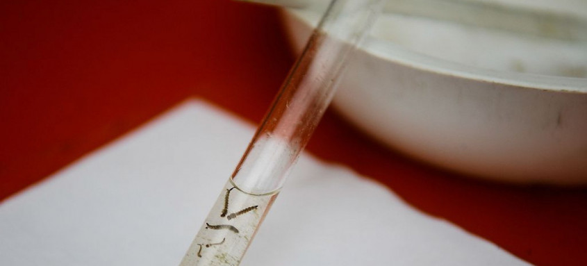 Laboratório Miguelote Viana será referência no combate à dengue