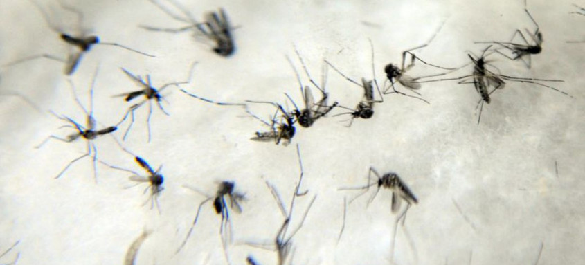 É possível identificá-los por características como cor e hábitos
