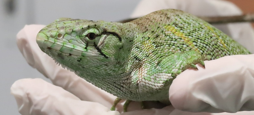 Animal dificilmente é encontrado por conta da sua coloração e hábitos
- Foto: Luiz Carvalho/Divulgação Animal dificilmente é encontrado por conta da sua coloração e hábitos
