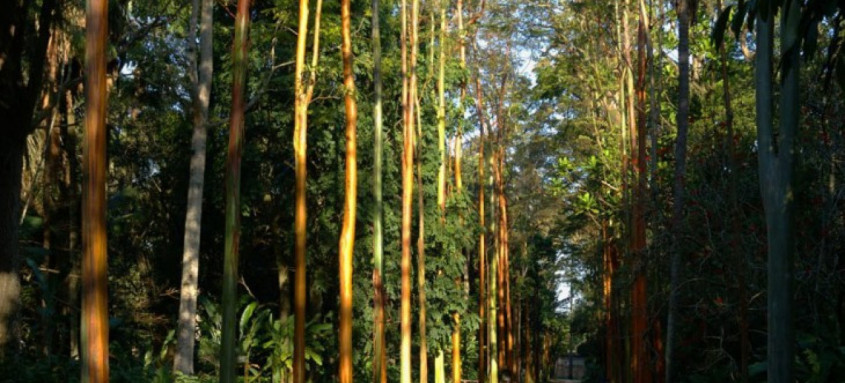 Passeio monitorado é oferecido todos os dias da semana, nos horários de 10h, 12h, 14h e 16h, com ponto no Centro de Atendimento ao Turista do Horto - Foto: Divulgação Passeio monitorado é oferecido todos os dias da semana, nos horários de 10h, 12h, 14h e 16h, com ponto no Centro de Atendimento ao Turista do Horto