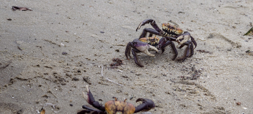 o caranguejo-uçá e o guaiamum durante esse período vulnerável em que estão mais suscetíveis à caça irregular - Foto: Foto/divulgação o caranguejo-uçá e o guaiamum durante esse período vulnerável em que estão mais suscetíveis à caça irregular