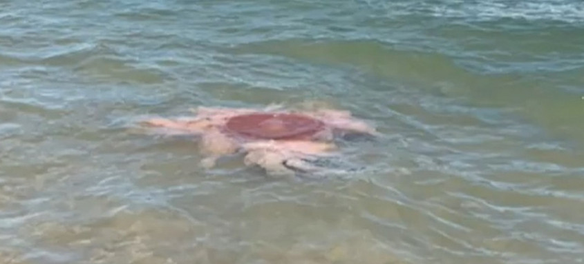 Animal tem sido visto com mais frequência neste verão