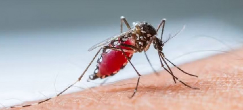 Panorama da dengue mostra que cinco das nove regiões de saúde estão no nível mais baixo - Foto: Reprodução Panorama da dengue mostra que cinco das nove regiões de saúde estão no nível mais baixo