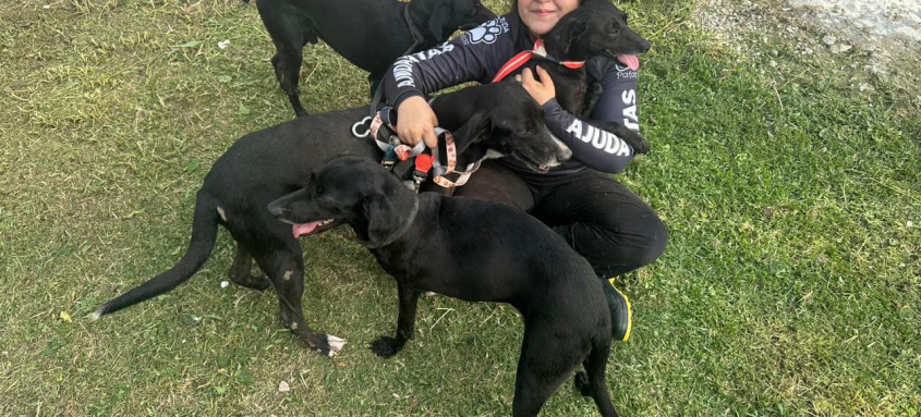 Castração é a solução, segundo veterinários
