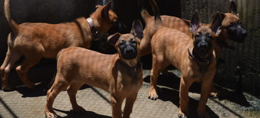 Os mais novos cães da tropa da Guarda Municipal são da raça Belga de Malinois