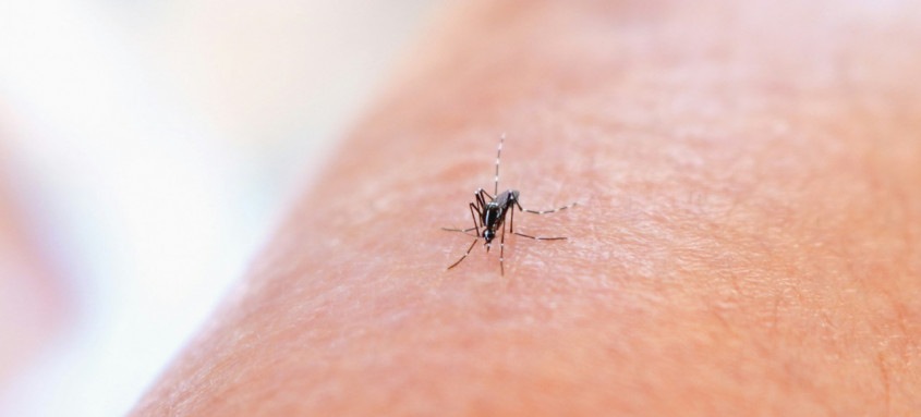 Boletim Panorama da Dengue aponta que número de casos prováveis de dengue caiu quase 50% no estado