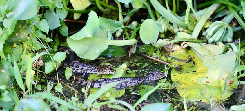 Jacarés encontrados no Parque Orla são os Caiman latirostris, popularmente chamados jacaré-de-papo-amarelo