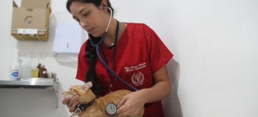 A apresentação dos documentos para castração de cães e gatos estará disponível para os dias das próximas duas semanas (de 9 a 13 e de 16 a 20 deste mês) - Foto: Divulgação A apresentação dos documentos para castração de cães e gatos estará disponível para os dias das próximas duas semanas (de 9 a 13 e de 16 a 20 deste mês)