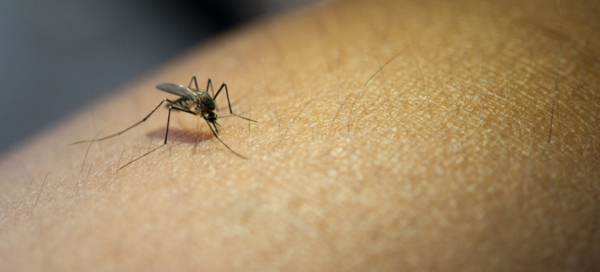 Sorotipo 3 da dengue registrou aumento em meio a testes positivos para a doença no Brasil - Foto: Freepik Sorotipo 3 da dengue registrou aumento em meio a testes positivos para a doença no Brasil