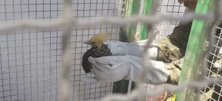 Pica-Pau de cabeça amarela resgatado