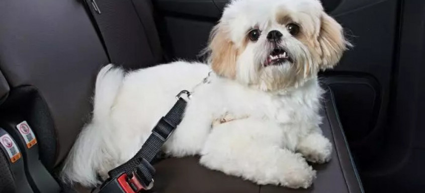 Imagem meramente ilustrativa de cachorro dentro de carro 
