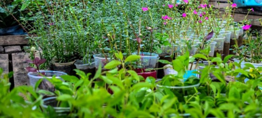 As mudas de plantas já estão preparadas no horto do município para distribuição. - Foto: Erick Amaral/PMBR As mudas de plantas já estão preparadas no horto do município para distribuição.