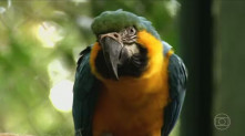 Reprodução/TV Globo.