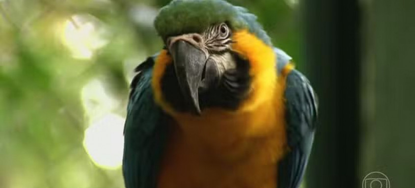 Cientistas recuperam araras-canindés e as levam de volta ao Rio, onde não eram vistas há mais de 200 anos. - Foto: Reprodução/TV Globo. Cientistas recuperam araras-canindés e as levam de volta ao Rio, onde não eram vistas há mais de 200 anos.