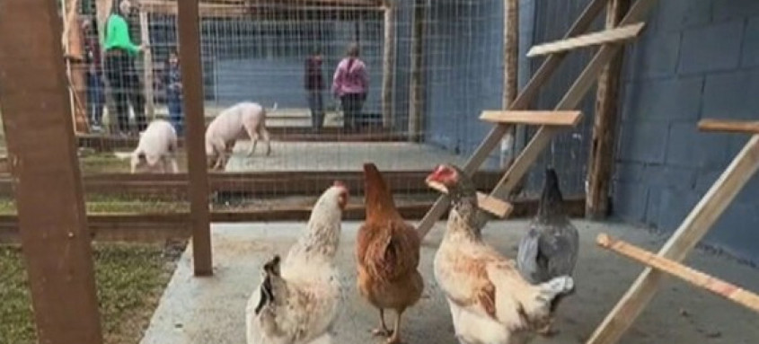 Projeto social 'Fazendinha Autista' atende crianças gratuitamente em Duque de Caxias. - Foto: Reprodução / TV Globo Projeto social 'Fazendinha Autista' atende crianças gratuitamente em Duque de Caxias.