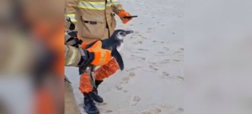 Espécie Pinguim-de-magalhães resgatado em São Conrado, na Zona Sul do Rio. - Foto: Divulgação CBMERJ Espécie Pinguim-de-magalhães resgatado em São Conrado, na Zona Sul do Rio.